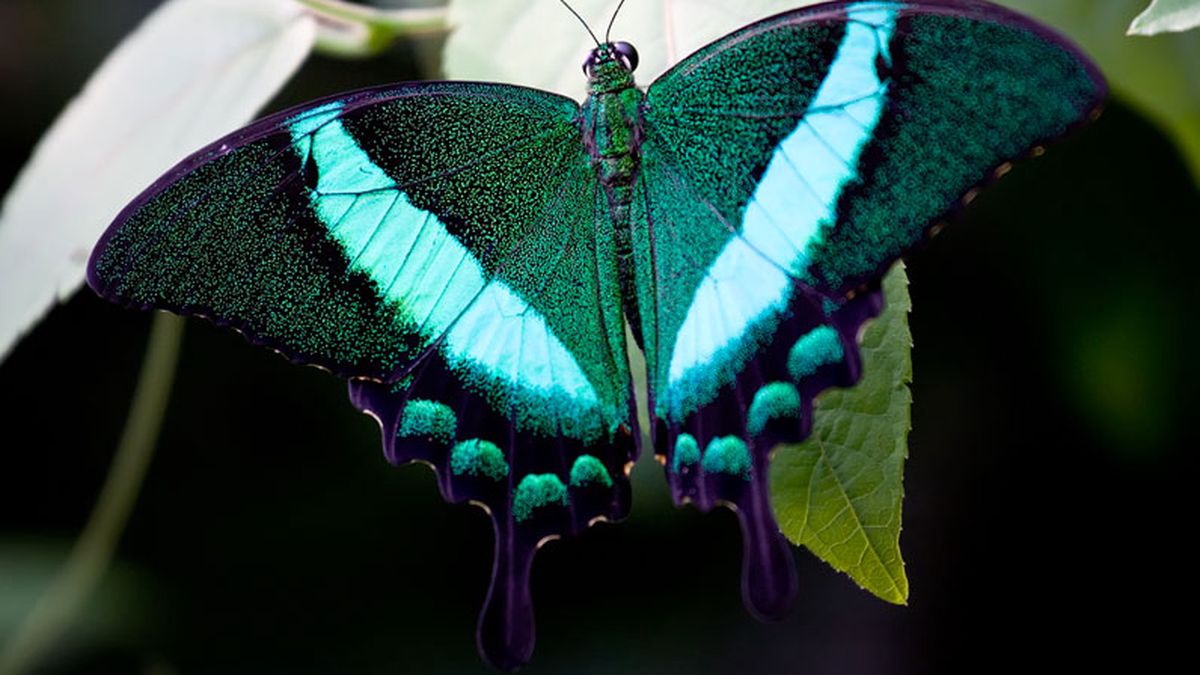   - Casa delle Farfalle  - Giardino Garzoni a Collodi