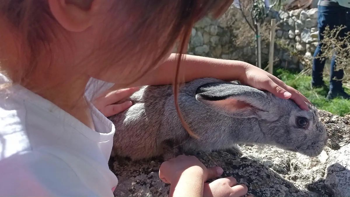   - Giornata in fattoria  a Carapelle Calvisio