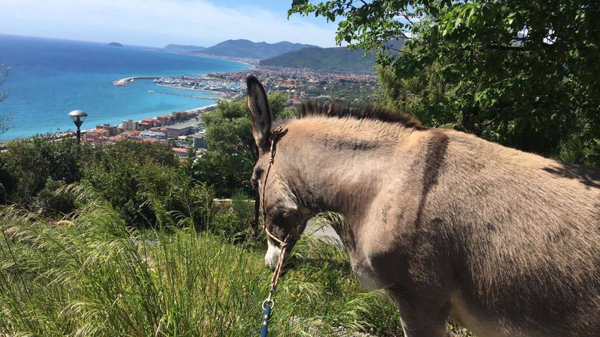   - Un incontro speciale con gli asinelli a Pietra Ligure