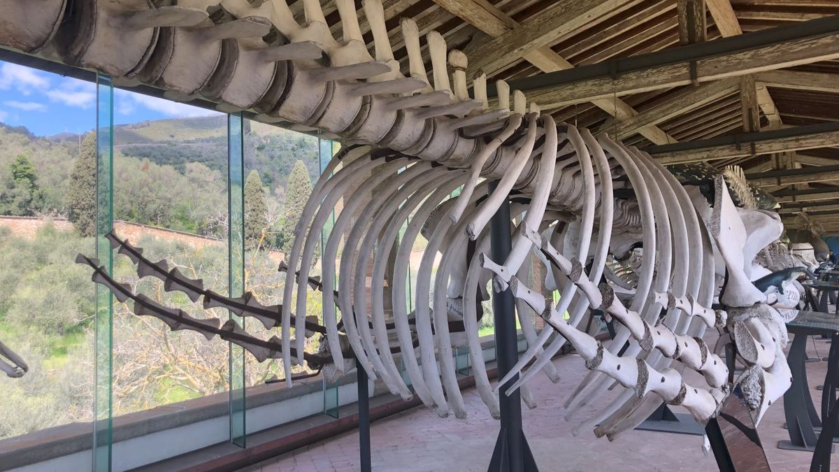   - Museo di storia Naturale a Calci