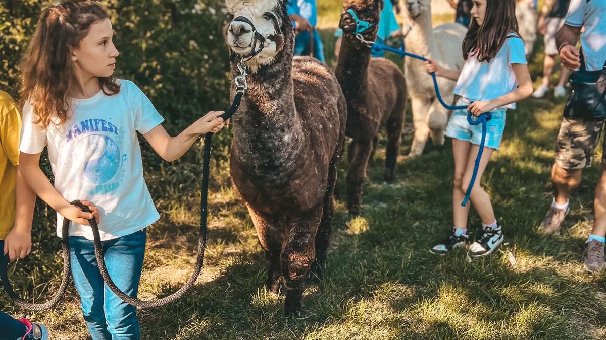   - Passeggiata con alpaca e picnic sui Colli Tortonesi a Sarezzano