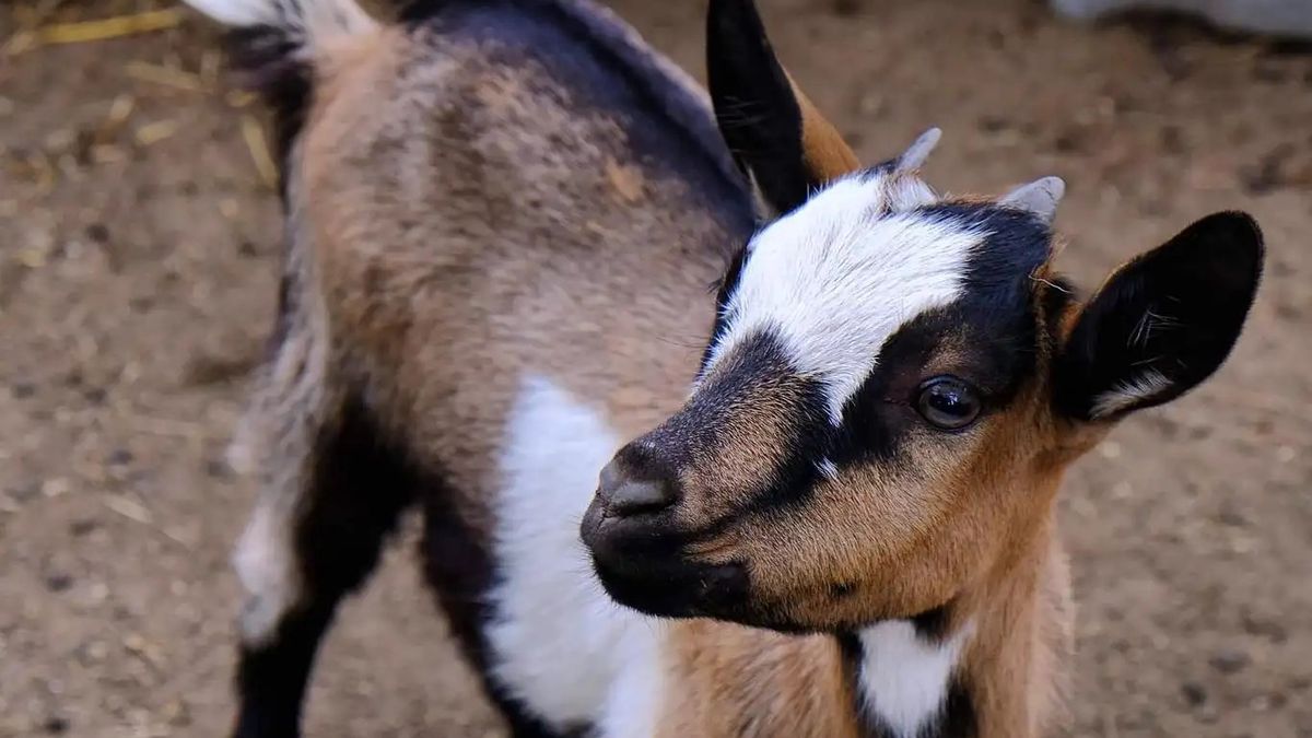   - Esperienza in fattoria didattica e merenda fatta in casa a Casalzuigno