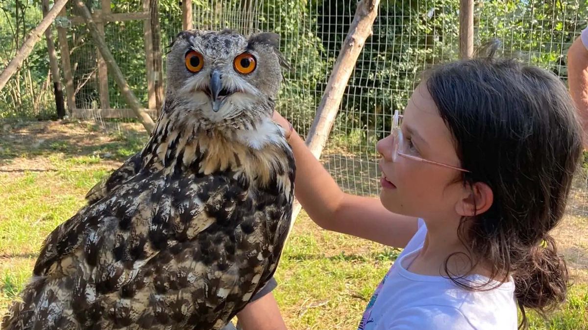   - Alla scoperta dei Rapaci e degli animali da fattoria a Casalzuigno