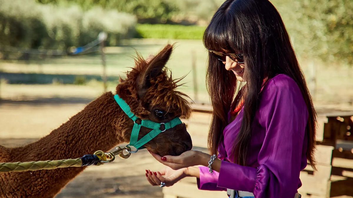   - Passeggiata con gli alpaca a Chianciano
