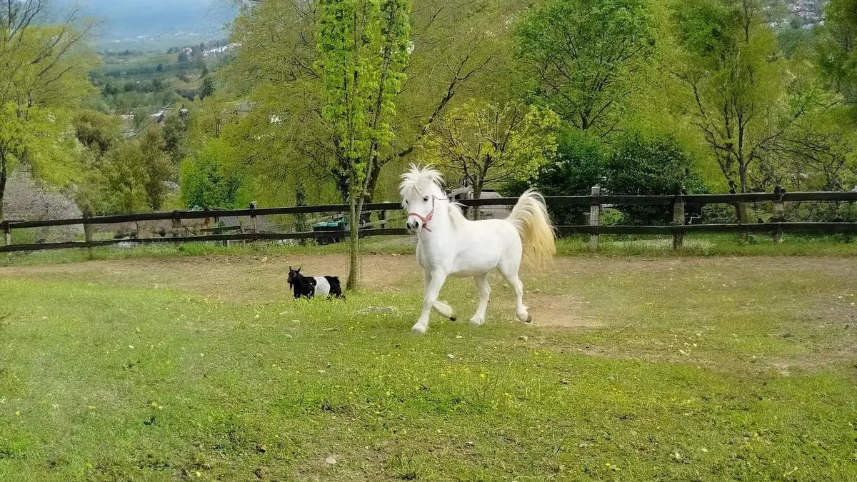   - esperienza didattica in fattoria per bambini  a carpaneto piacentino 