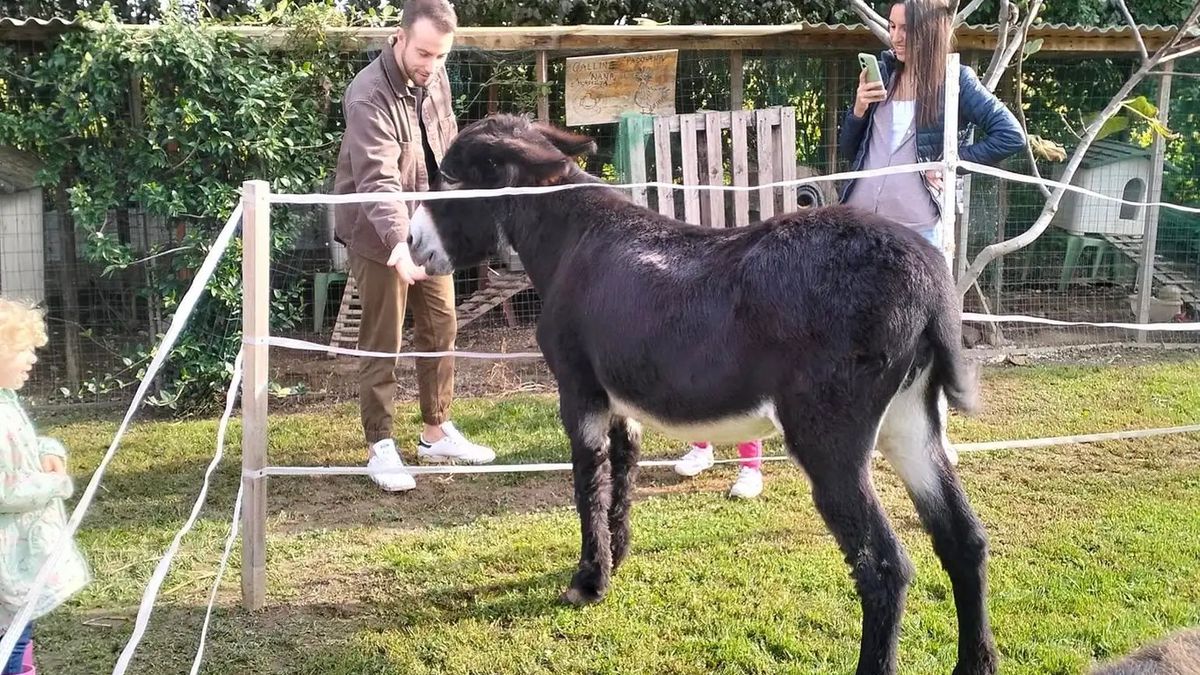   - Esperienza didattica in fattoria  a Longare 