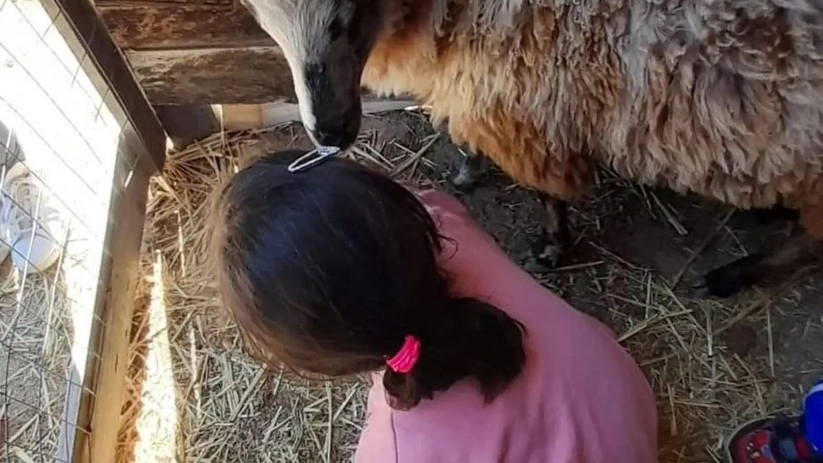   - Visita guidata per famiglie in fattoria vicino a Cagliari a Quartucciu