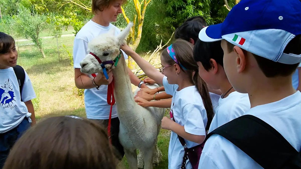   - Esperienza con alpaca e altri animali nella Tuscia viterbese a Bassano in Teverina