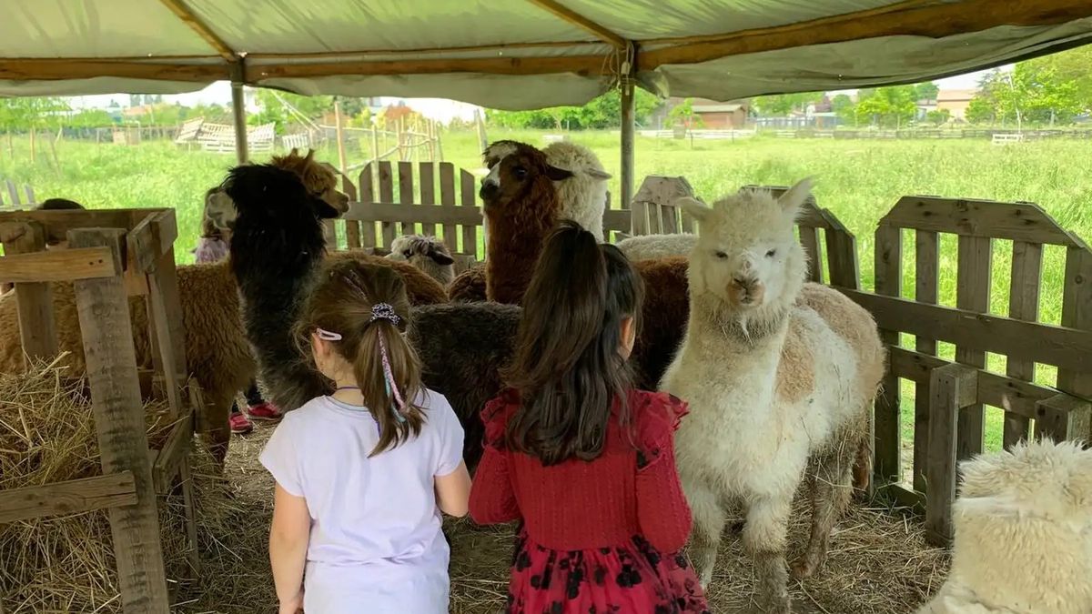   - Visita didattica ed esperienza con alpaca vicino Ferrara a Renazzo