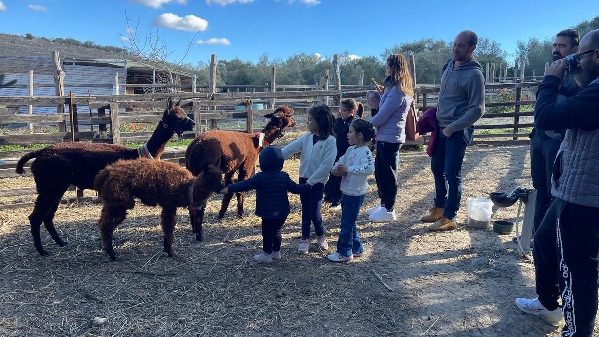   - Passeggiata con alpaca nel Sud Sardegna a Turri