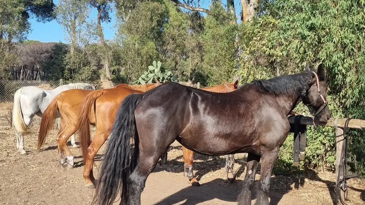   - Passeggiata a cavallo nella pineta di castel fusano  a Ostia