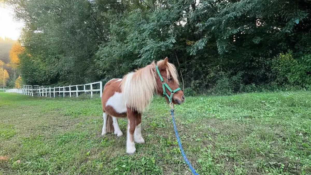   - Passeggiata con i pony a Fagnano Olona  a Fagnano Olona 