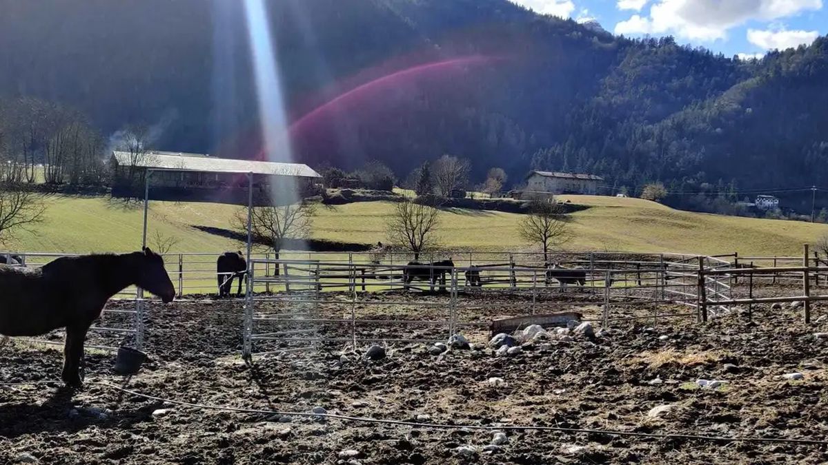   - Passeggiata con gli animali della fattoria a Clusone