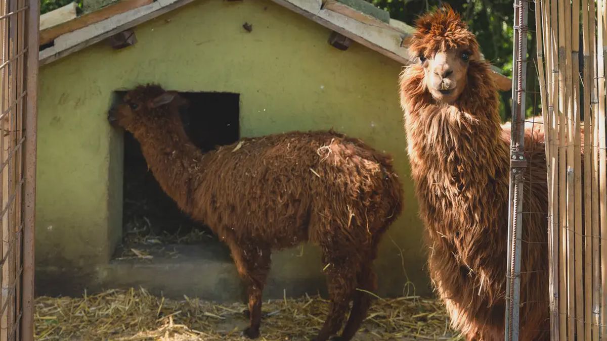   - Passeggiata con alpaca a Spoleto