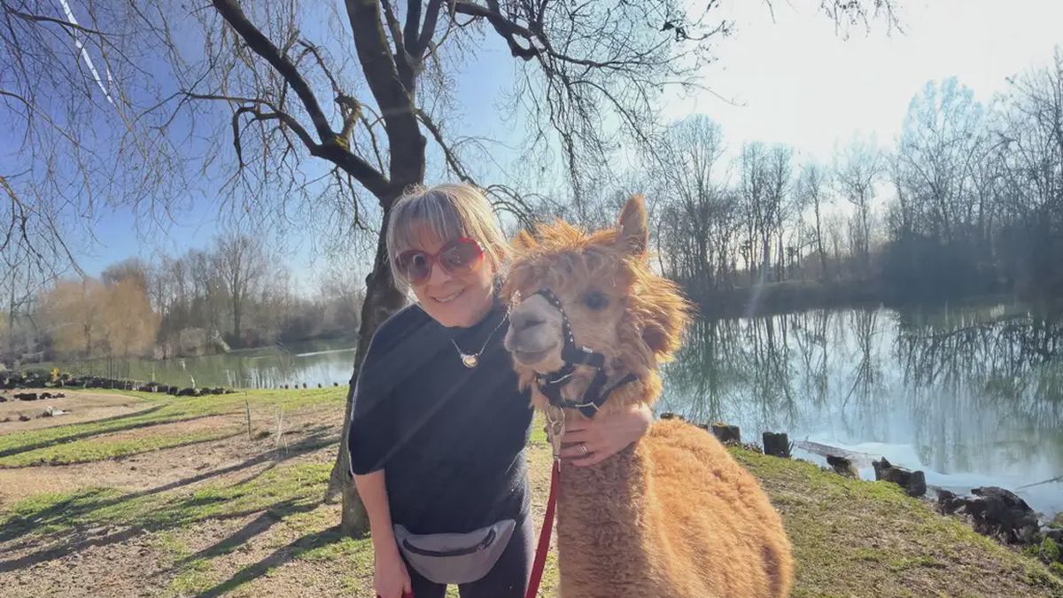   - Passeggiata con alpaca vicino a Milano a Milano