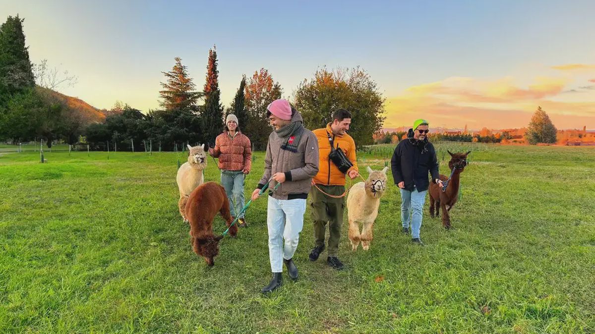   - Passeggiata con alpaca nel Parco della Cava a Paderno Dugnano