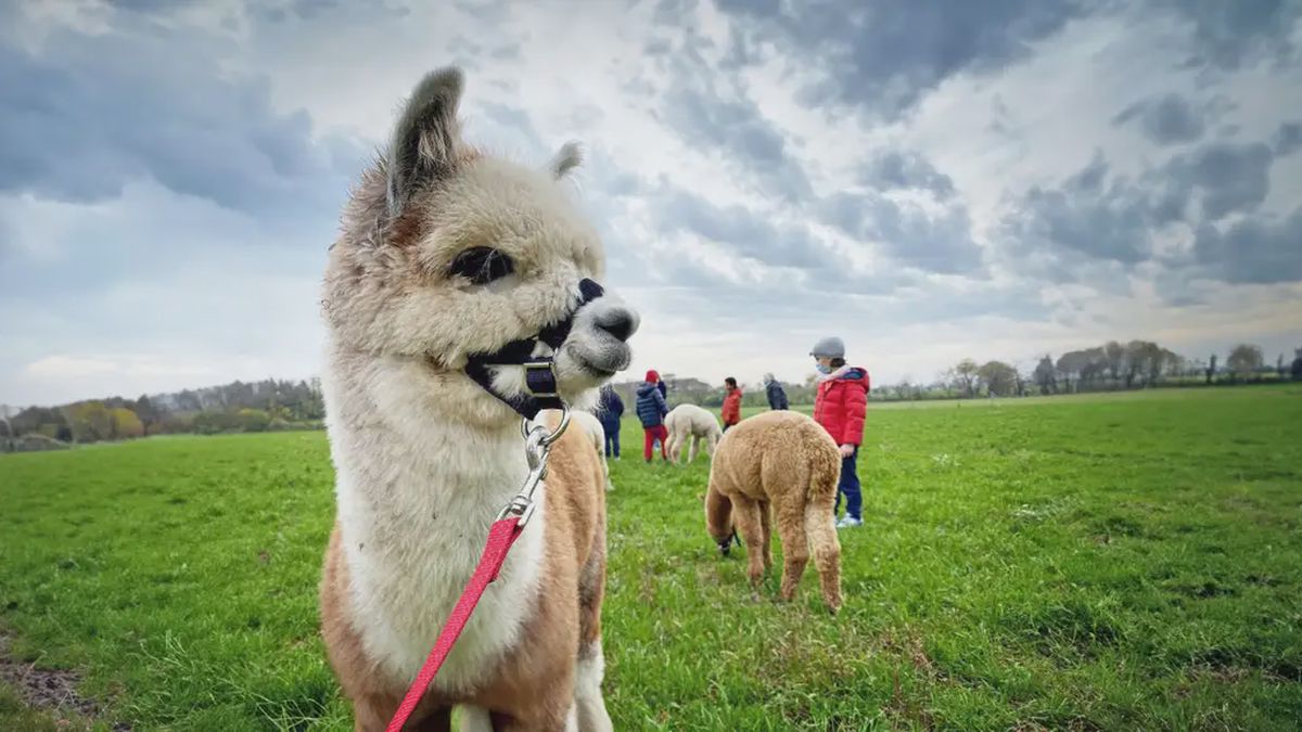   - Passeggiata con gli alpaca a Bedizzole