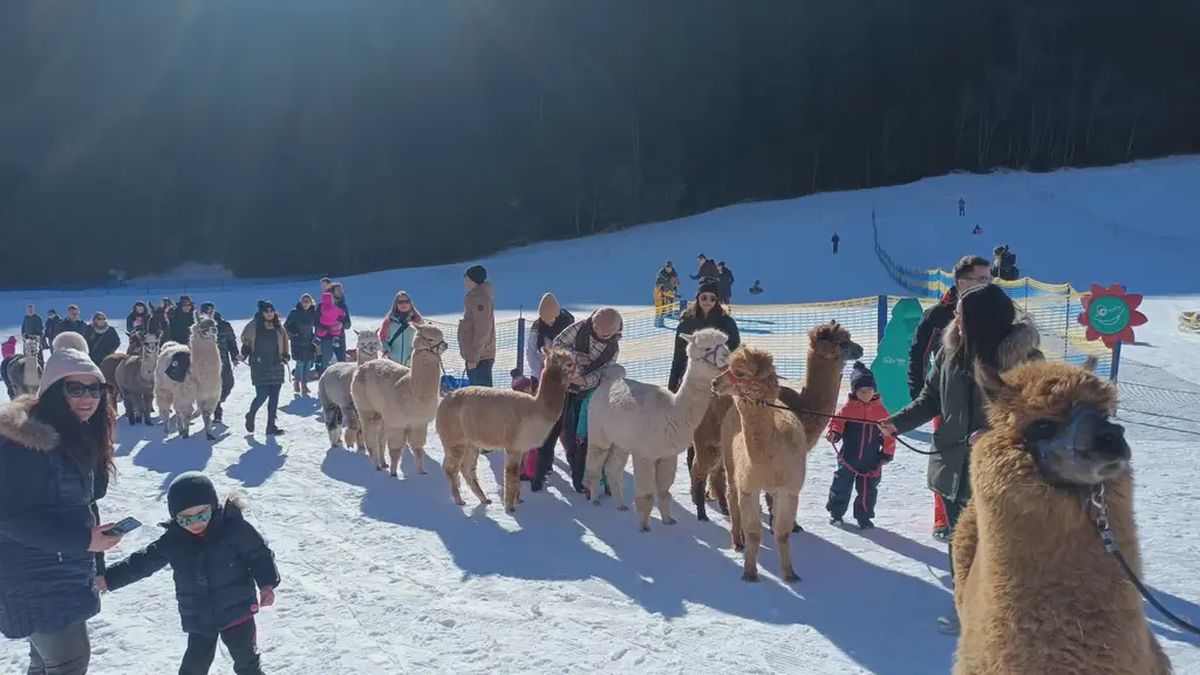   - Passeggiata con alpaca sulla neve a Valdidentro