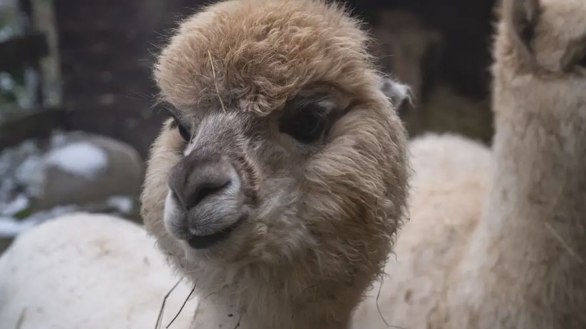   - Esperienza con alpaca e merenda a Marzabotto