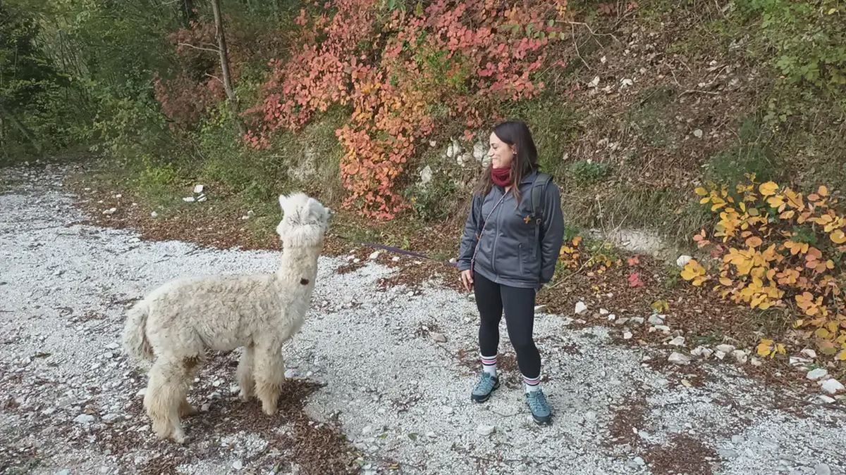  - Passeggiata con alpaca nel Parco Gola della Rossa e Frasassi a Genga