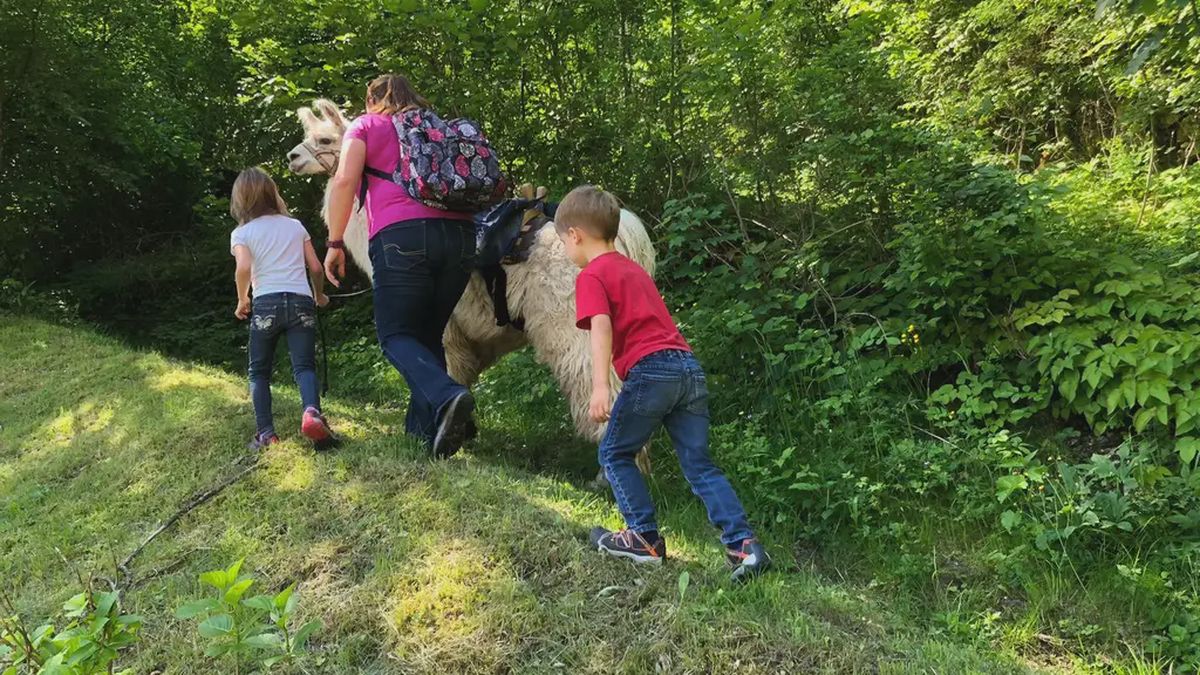   - Passeggiata con alpaca a Lastebasse