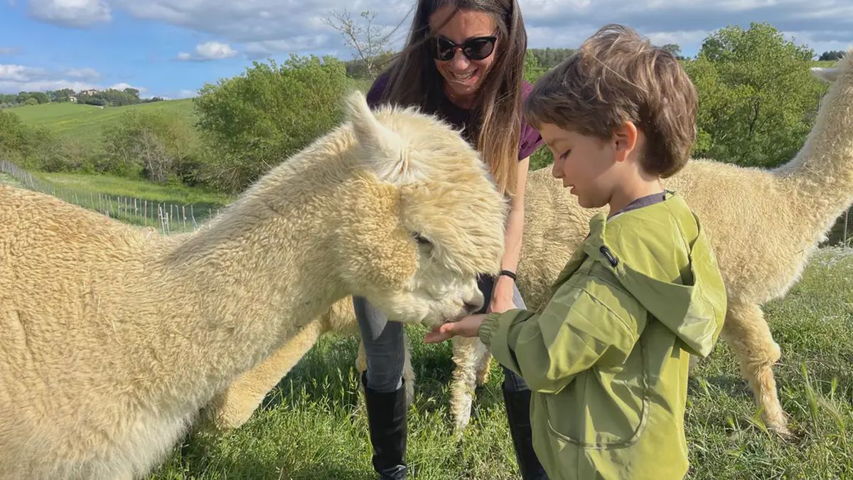  - Esperienza interattiva con alpaca a Sasso D