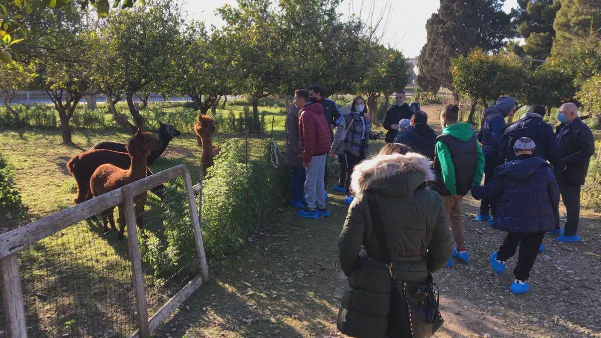   - Esperienza con alpaca a Scicli