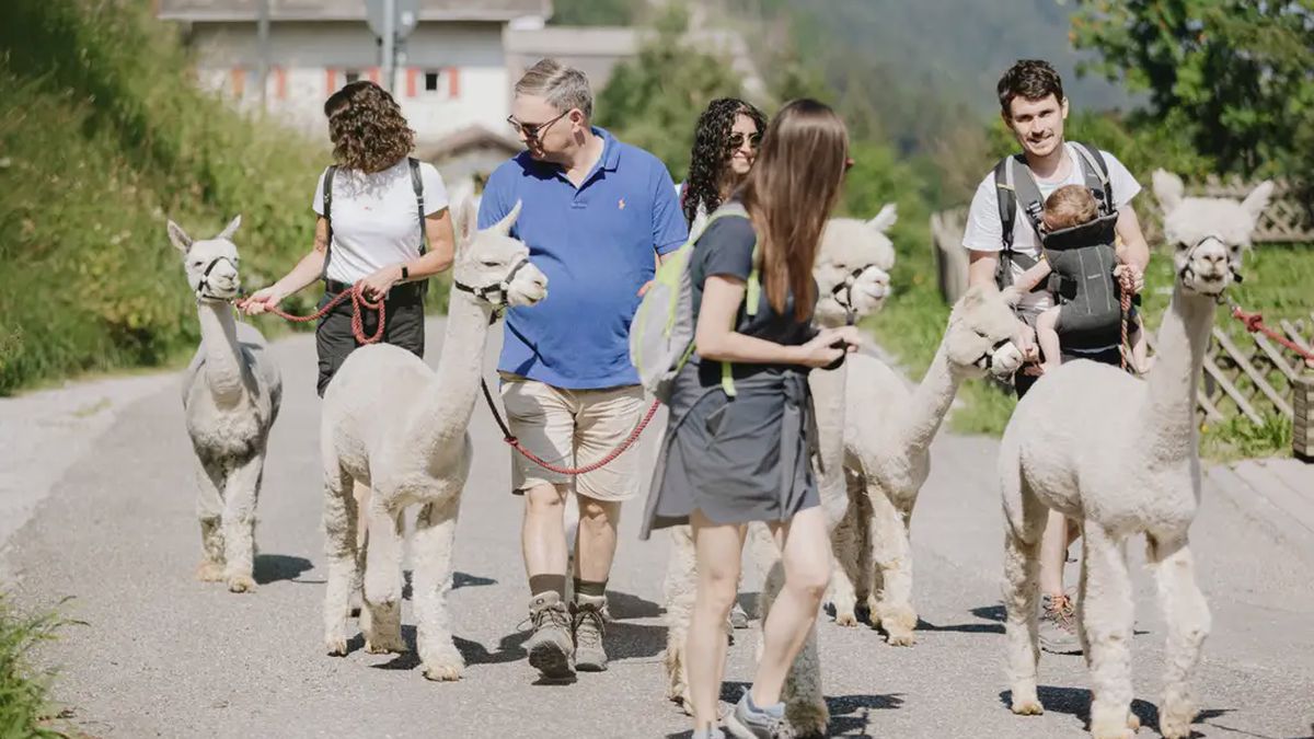   - Passeggiata con alpaca in Val Gardena a Santa Cristina Valgardena