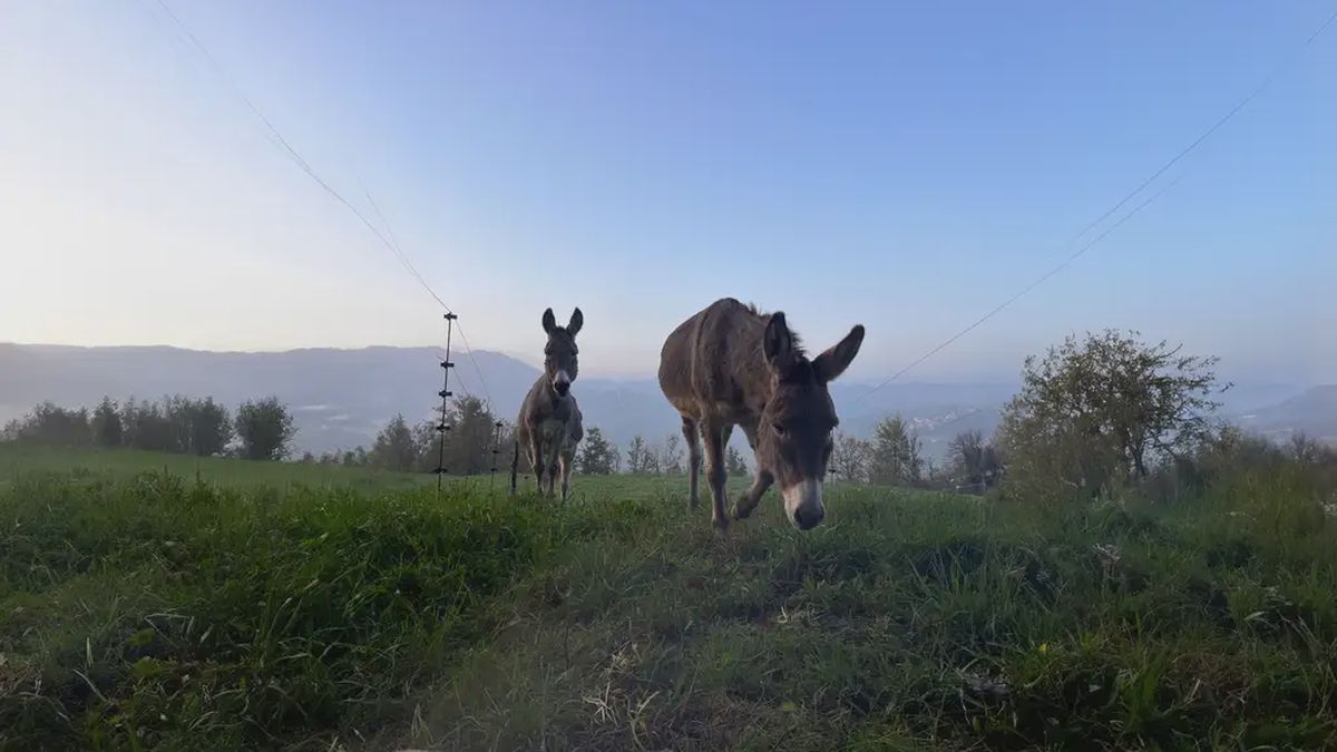   - Trekking con asini e merenda in agriturismo a Cantalupo Ligure
