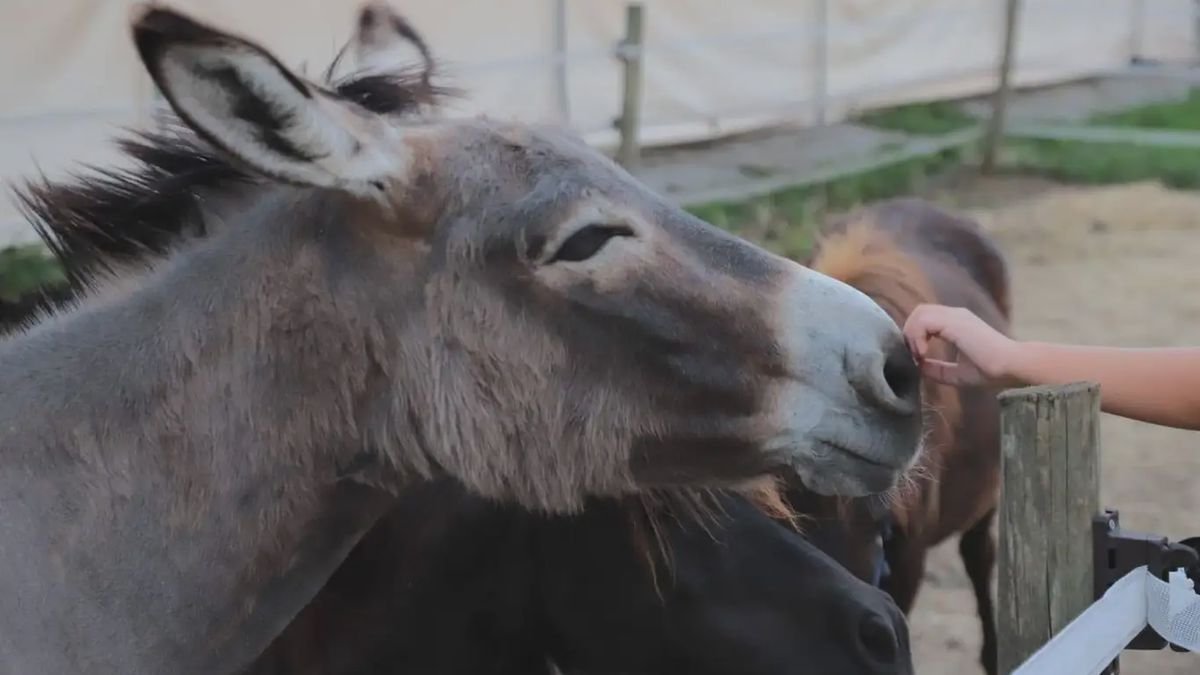  - Visita guidata in fattoria e merenda a Sulbiate