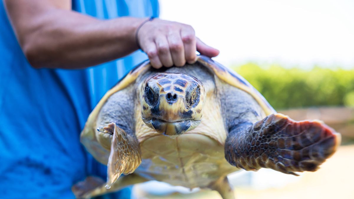   - Vivosa Apulia Resort a Marina di Ugento