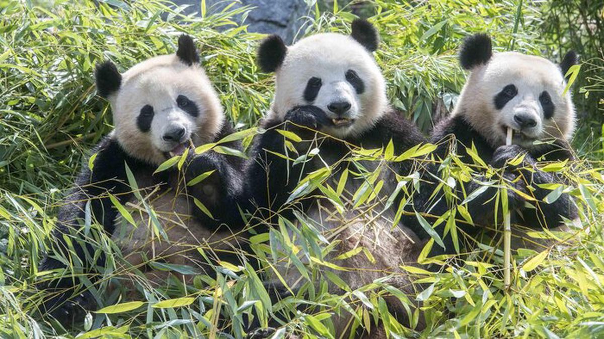   - Zoologischer Garten a Berlino