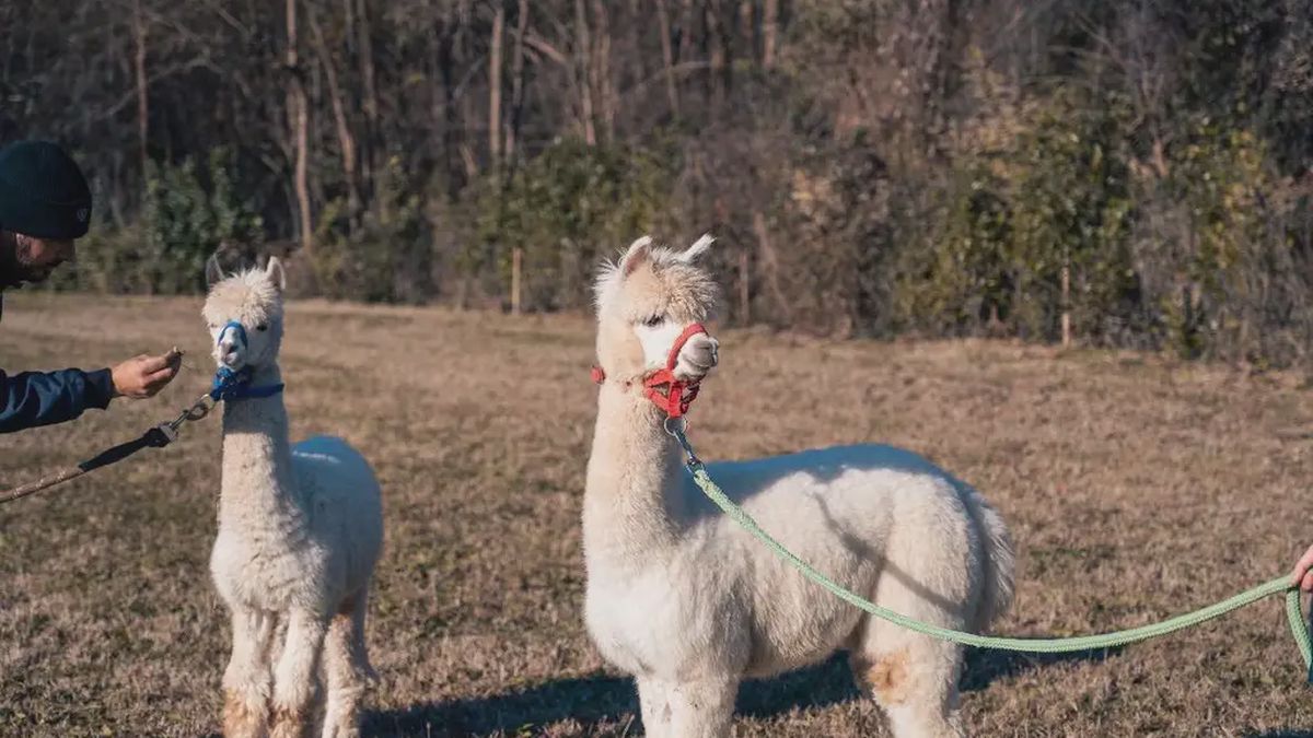   - Passeggiata con alpaca in Brianza a Ornago