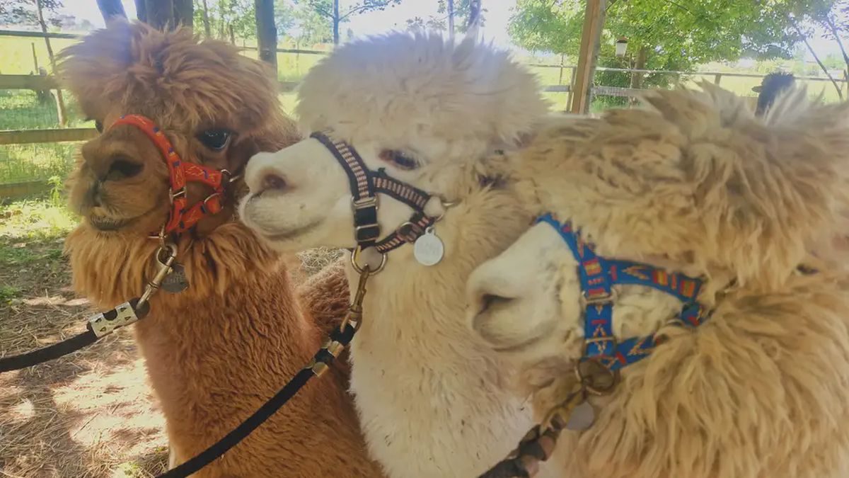  - Esperienza con alpaca nella natura a Rivolta d