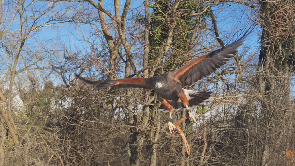   - Passeggiata con rapaci sul fiume Taro a Fontanellato