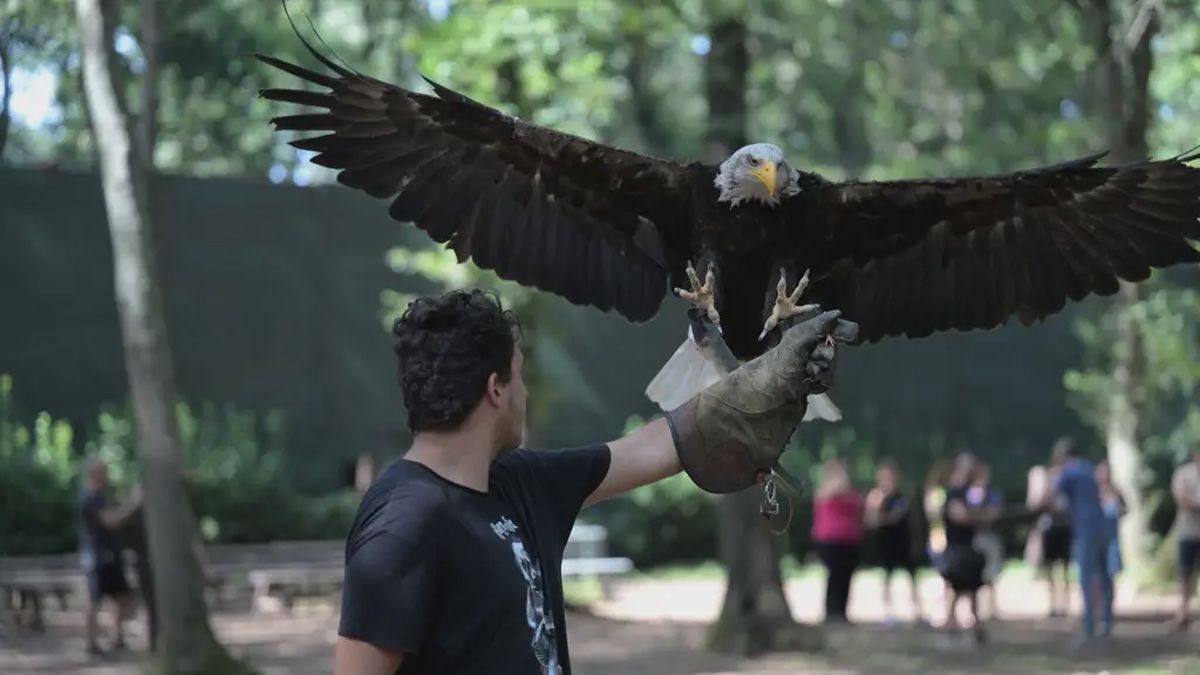   - Falconiere per un giorno nel parco di Veio a Formello