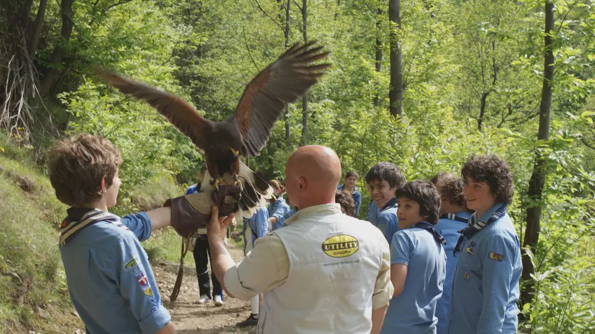   - Falconiere per un giorno vicino Torino a Gassino Torinese