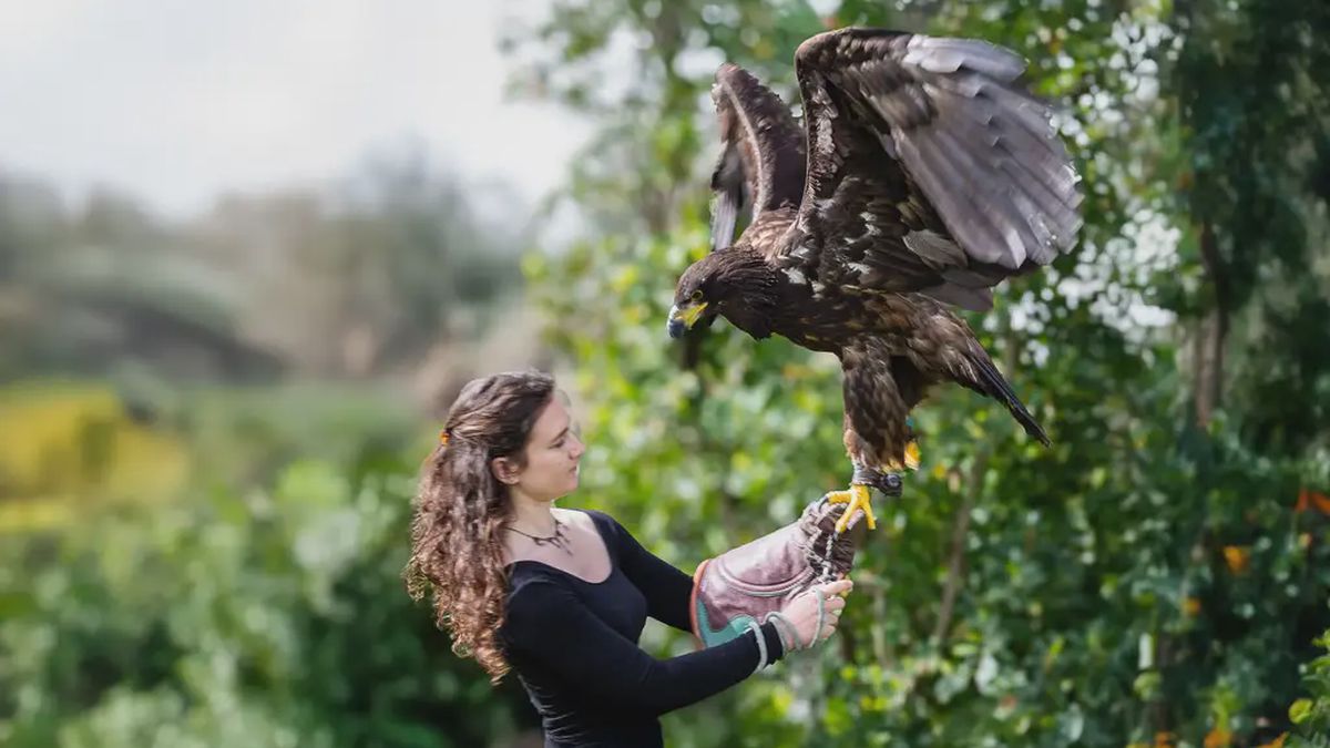   - Esperienza con i rapaci a Senigallia a Senigallia