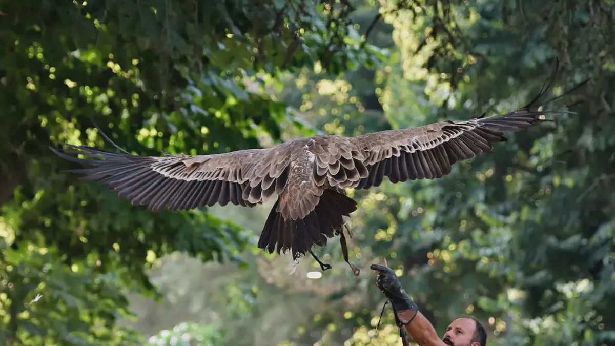   - Falconiere per un giorno in provincia di Pisa a Santa Maria a Monte