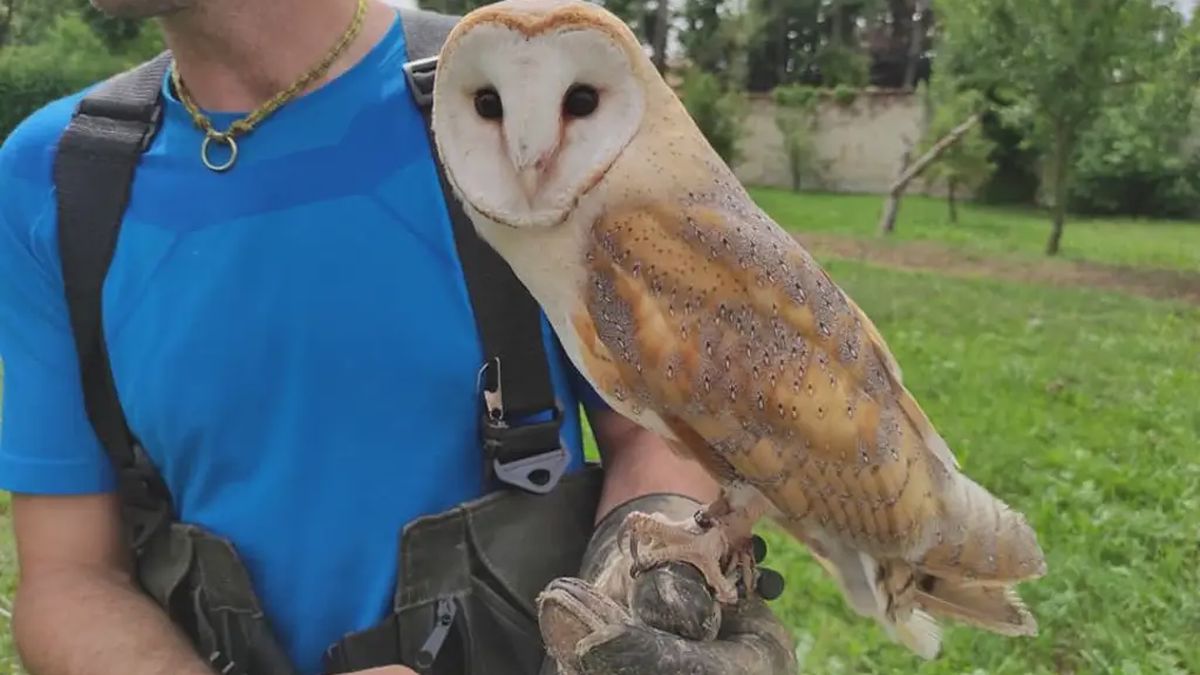   - Falconiere per un giorno vicino a Cuneo a Peveragno