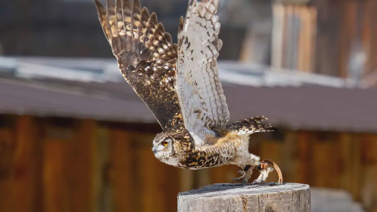   - Esperienza con i rapaci a san Vigilio di Marebbe a San Vigilio di Marebbe