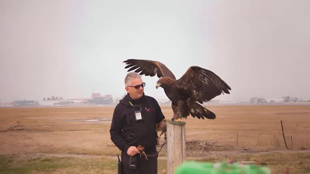   - Falconiere per un giorno nel Canavese a Ciriè