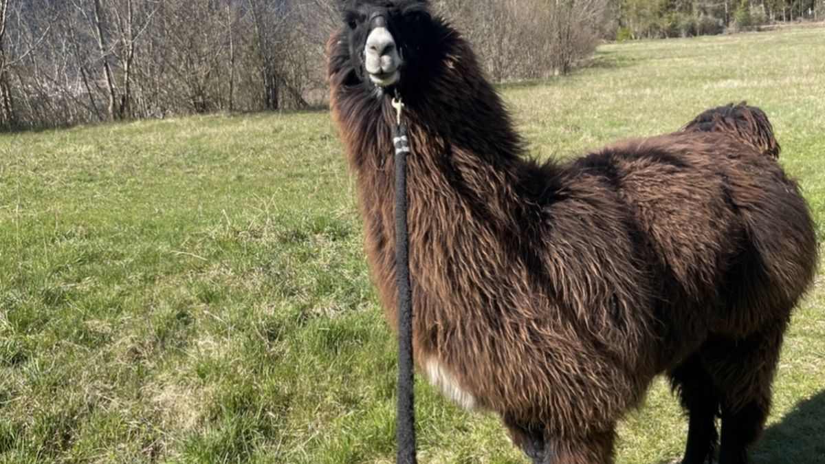   - Esperienza con alpaca e passeggiata in provincia di Pordenone a Tramonti di Mezzo