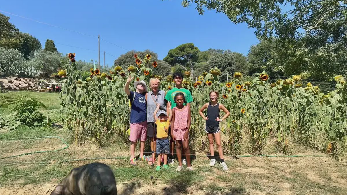   - Visita in una fattoria di maiali Cinta Senese e light lunch a Moltepulciano