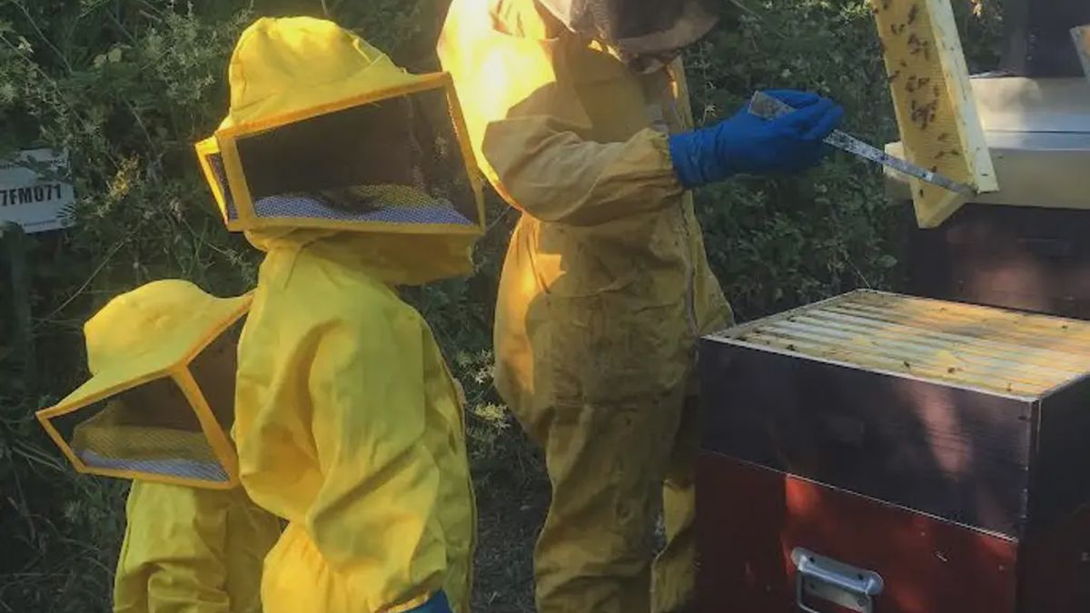   - Apicoltore per un giorno e degustazione di miele a Sant