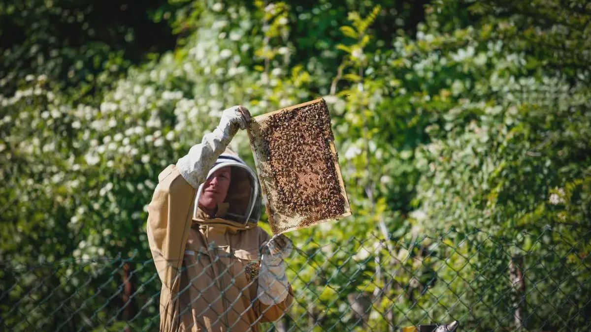  - Apicoltore per un giorno e apiario del benessere a Borgo d
