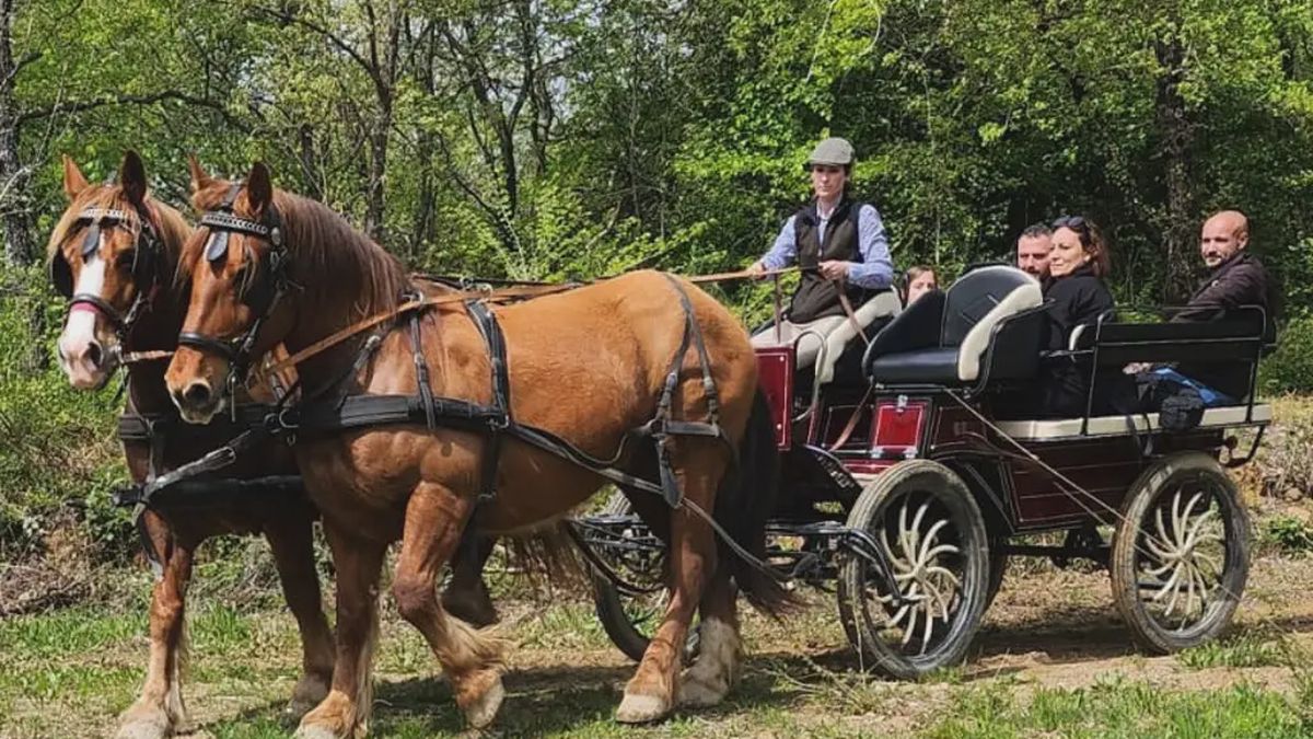   - Giro in carrozza nel vigneto con picnic a Montalcino
