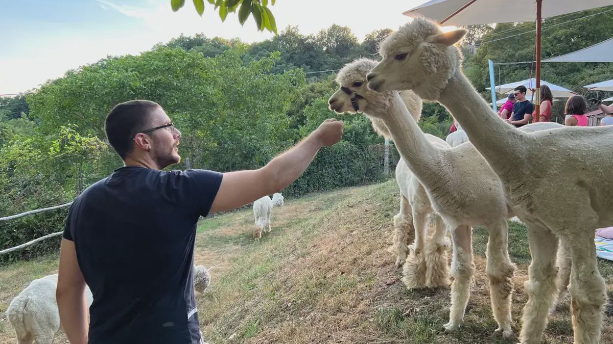   - Picnic con gli alpaca a Borgo San Lorenzo