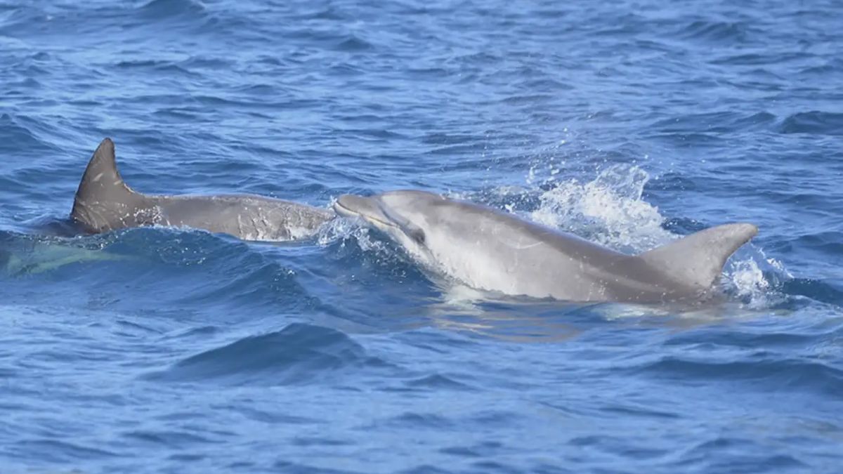   - Tour in gommone a Figarolo con avvistamento delfini a Olbia