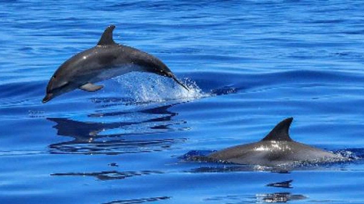   - Tour in gommone privato a Golfo Aranci con avvistamento delfini a Porto Rotondo